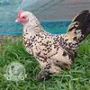 Lemon Millefleur Sablepoot hatching eggs from UK breeders, show quality, rare fluffy chickens
