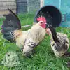 Lemon Millefleur Sablepoot hatching eggs from UK breeders, show quality, rare fluffy chickens