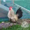 Lemon Millefleur Sablepoot hatching eggs from UK breeders, show quality, rare fluffy chickens