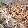 Lemon Millefleur Sablepoot hatching eggs from UK breeders, show quality, rare fluffy chickens
