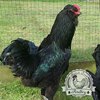 Show Quality Black Araucana Hen producer of blue eggs