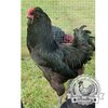 6 Araucana Hatching Eggs Show Quality, Rare Blue Eggs - Image 8