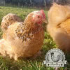 Mix-Pekin-Hatching-Eggs