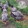 Premium Silver Laced Wyandotte Hatching Eggs