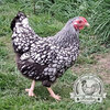 Premium Silver Laced Wyandotte Hatching Eggs