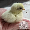 Pilkies-Rare-Pekin-x-USA-Silkie-Hatching-Eggs