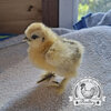 Pilkies-Rare-Pekin-x-USA-Silkie-Hatching-Eggs