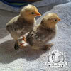 Pilkies-Rare-Pekin-x-USA-Silkie-Hatching-Eggs