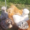 Pilkies-Rare-Pekin-x-USA-Silkie-Hatching-Eggs