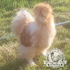 Pilkies-Rare-Pekin-x-USA-Silkie-Hatching-Eggs