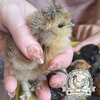Pilkies-Rare-Pekin-x-USA-Silkie-Hatching-Eggs