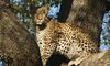 Kirkmans Wildlife 1