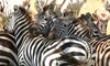 Kirkmans Wildlife 2