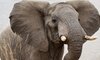 Kirkmans Wildlife 4