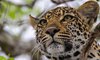 Kirkmans Wildlife 5