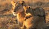 Kirkmans Wildlife 7