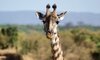 Kirkmans Wildlife 8