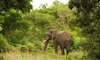Kirkmans Wildlife 9