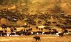 Mala Mala game reserve Buffalo herd