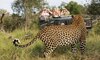 MalaMala Game Reserve Images 103