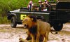 MalaMala Lion 1