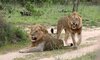 Umkumbe Safari Lodge 9