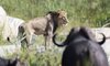 kirkmans kamp wildlife lion buffalo 91828