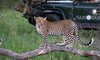 sabi sabi game reserve game drive leopard