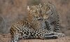 ulusaba safari lodge leopards 2525122