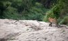 Ivory Lodge Lion Sands Images 8