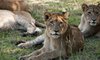 Narina Lodge Lion Sands Images 26