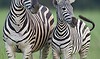 Sabi Sabi Little Bush 12