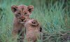 Sabi Sabi Little Bush 4