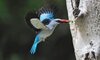 Sabi Sabi Little Bush 7