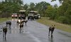 wild dogs kruger park