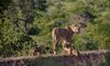3 day kruger sabi sands safari 15