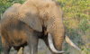 Kruger Park Elephant Game Drive