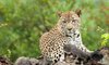 tydon safari wildlife sabi sands 61