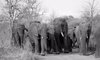 karongwe wildlife elephants 882671