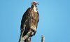 karongwe wildlife lapped face vulture