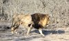 karongwe wildlife lion