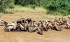 karongwe wildlife vultures