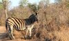 karongwe wildlife zebra