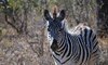 thornybush game reserve wildlife 465117
