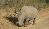 thornybush game reserve wildlife 651197