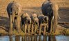 thornybush game reserve wildlife 6512197