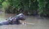thornybush game reserve wildlife 652810007