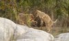 thornybush game reserve wildlife