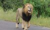 tydon safari wildlife sabi sands 16