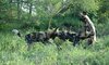 timbavati wildlife 2